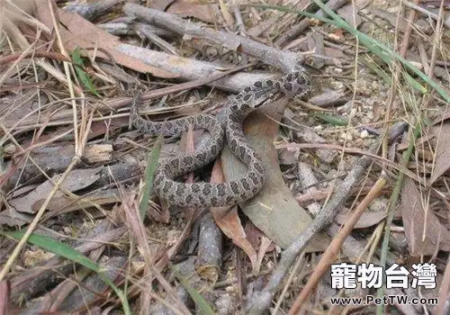 繁花林蛇的生存環境