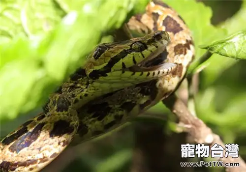 繁花林蛇的食物要求