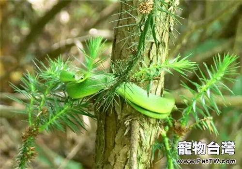 養蛇的幾個注意要點