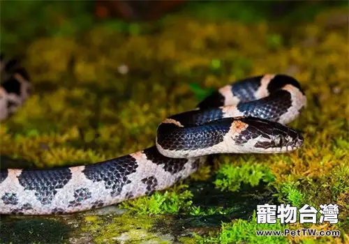 粉鏈蛇的外形特點