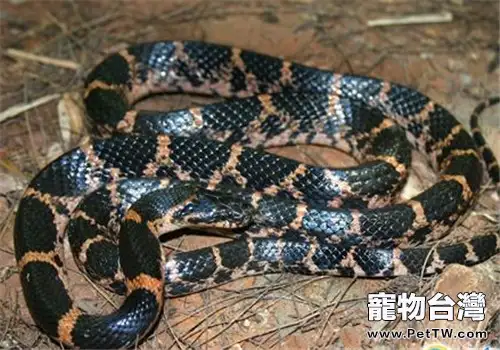 粉鏈蛇的生存環境(1圖)-寵物台灣