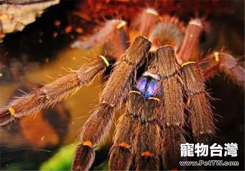 法屬圭亞那藍牙的品種簡介(1圖)-寵物台灣