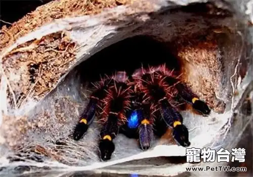 法屬圭亞那藍牙的飼養環境(1圖)-寵物台灣