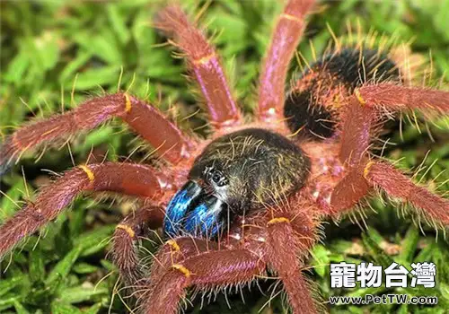 法屬圭亞那藍牙的餵食要點