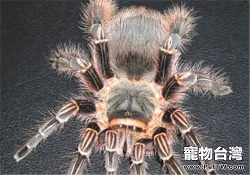 粉紅斑馬腳的飼養環境(1圖)-寵物台灣