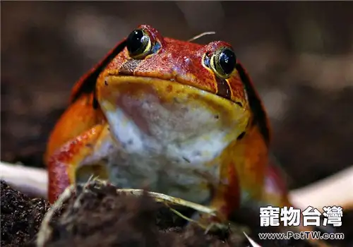 番茄蛙的品種簡介(1圖)-寵物台灣