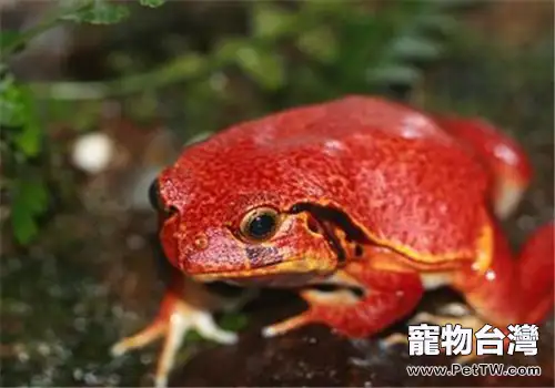 番茄蛙的飼養環境