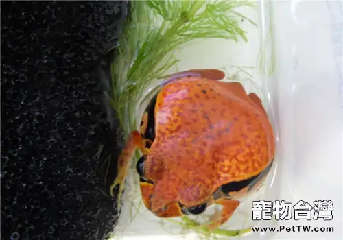 番茄蛙的餵食要點(1圖)-寵物台灣