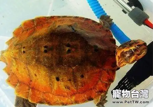 烏龜長壽的原因(1圖)-寵物台灣