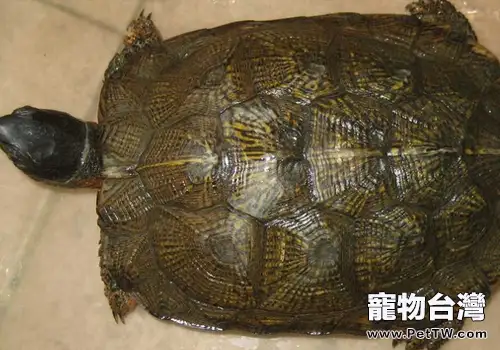 如何讓雌性龜多產卵(1圖)-寵物台灣