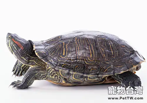 人工飼養巴西龜的環境要求