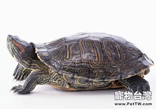 人工飼養巴西龜的環境要求(1圖)-寵物台灣