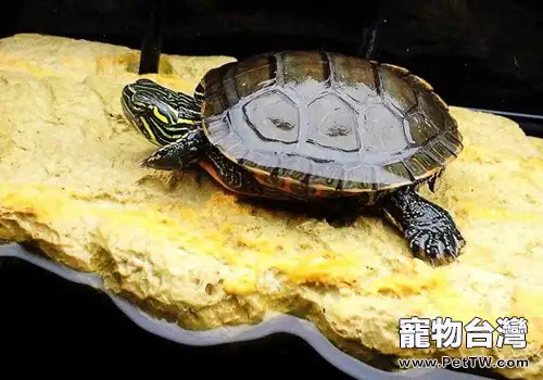 寵物龜補充維生素的注意事項0(1圖)-寵物台灣