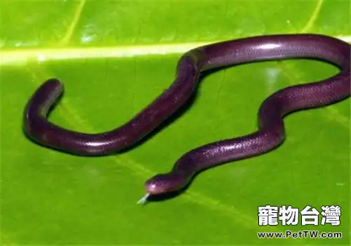 鉤盲蛇的外形特點