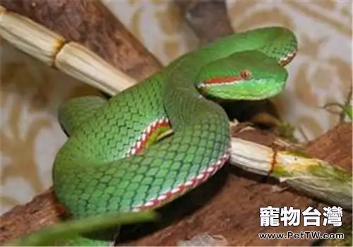 岡氏竹葉青的品種簡介(1圖)-寵物台灣