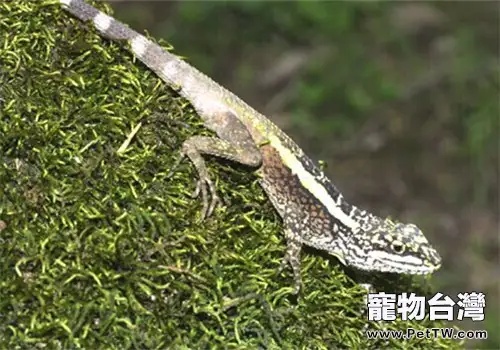 如何飼養蜥蜴