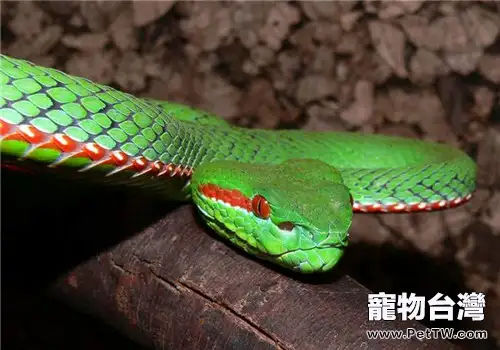 岡氏竹葉青的外形特點(1圖)-寵物台灣
