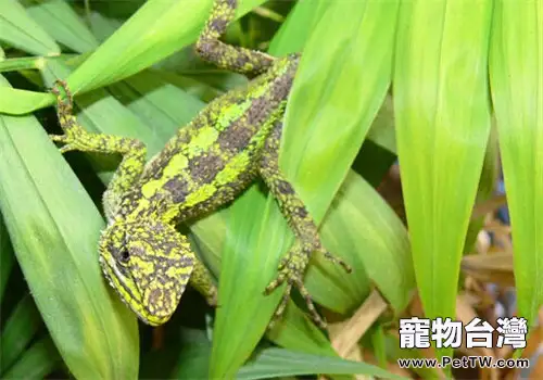 蜥蜴以什麼為食