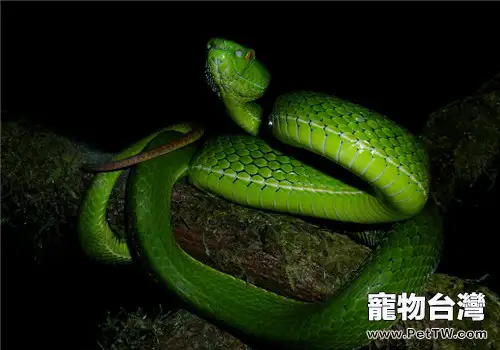 岡氏竹葉青的食物要求(1圖)-寵物台灣