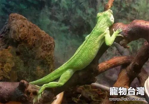 古巴變色蜥的外形特點