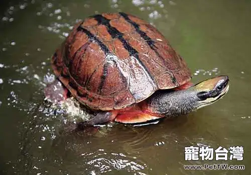如何挑選優質的金錢龜(1圖)-寵物台灣
