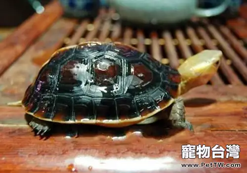 如何才能買到好的黃緣閉殼龜(1圖)-寵物台灣