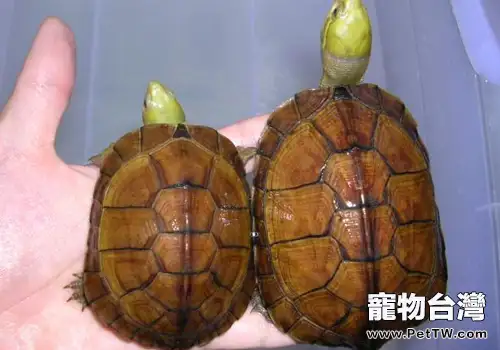 石金錢龜的飼養注意事項(1圖)-寵物台灣