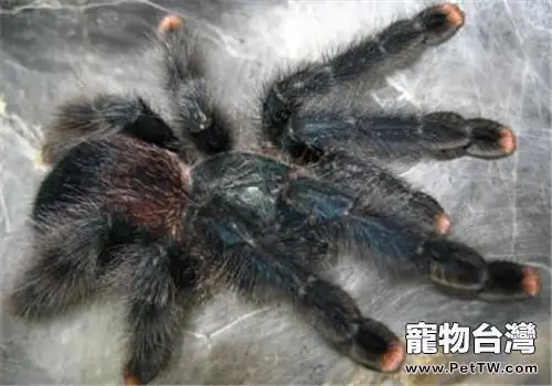 圭亞那粉紅趾的飼養環境(1圖)-寵物台灣