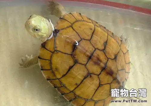 如何預防石金錢龜的腸胃病(1圖)-寵物台灣