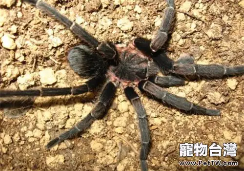 哥斯達黎加斑馬腳的品種簡介(1圖)-寵物台灣