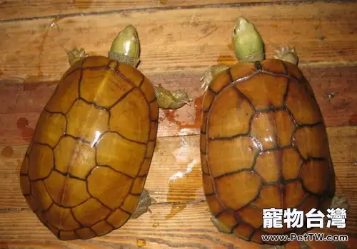 幾種石金錢龜少見的疾病及防治(1圖)-寵物台灣