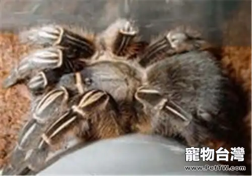 哥斯達黎加斑馬腳的外形特點(1圖)-寵物台灣
