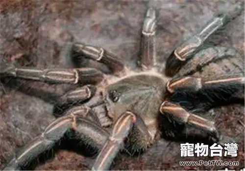 哥斯達黎加斑馬腳的飼養環境(1圖)-寵物台灣