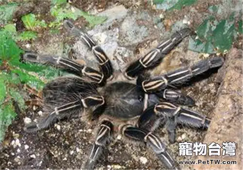 哥斯達黎加斑馬腳的餵食要點(1圖)-寵物台灣
