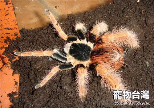 哥倫比亞紅腳的飼養環境(1圖)-寵物台灣