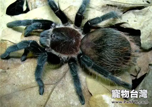 哥斯達黎加紅尾的品種簡介(1圖)-寵物台灣