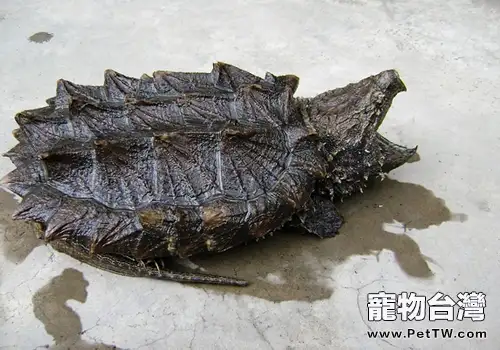 鱷龜咬傷引起的炎症治療