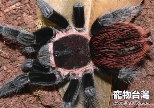 哥斯達黎加紅尾的飼養環境(1圖)-寵物台灣