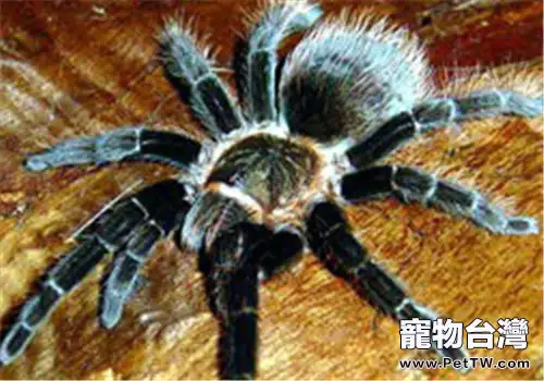 哥斯達黎加紅尾的餵食要點(1圖)-寵物台灣