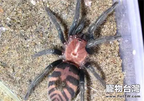 哥斯達黎加老虎尾的品種簡介(1圖)-寵物台灣