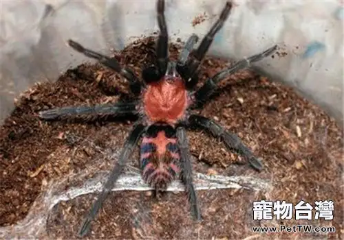 哥斯達黎加老虎尾的外形特點(1圖)-寵物台灣