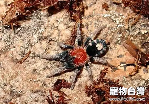 哥斯達黎加老虎尾的飼養環境(1圖)-寵物台灣