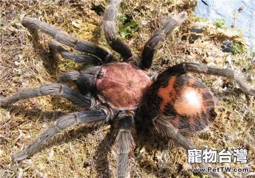 哥斯達黎加老虎尾的餵食要點(1圖)-寵物台灣