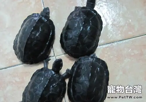 黑頸烏龜不進食的原因
