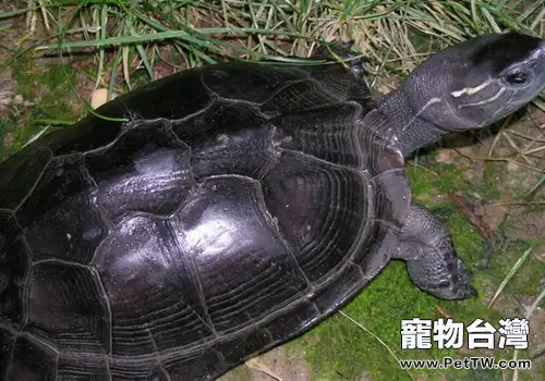 黑頸烏龜過冬要謹防水腫病