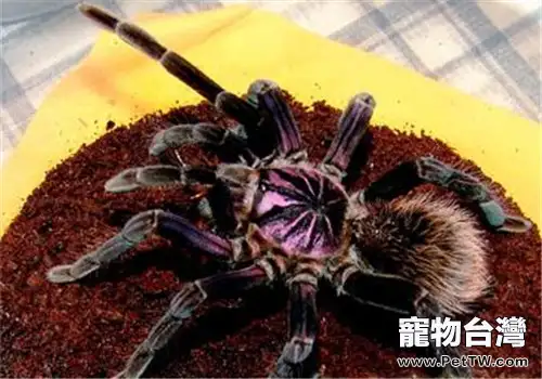 哥倫比亞鐳射的外形特點(1圖)-寵物台灣