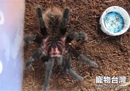 哥倫比亞鐳射的飼養環境(1圖)-寵物台灣