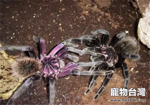 哥倫比亞鐳射的餵食要點(1圖)-寵物台灣