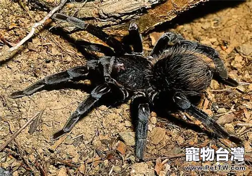 哥倫比亞黑巨人的品種簡介(1圖)-寵物台灣