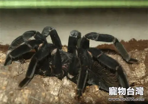 哥倫比亞黑巨人的外形特點(1圖)-寵物台灣